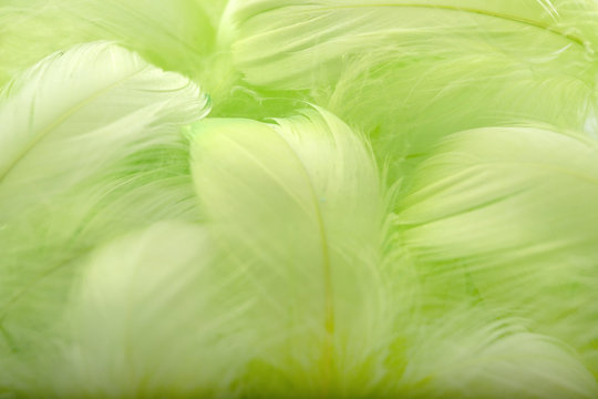 Abstract background. Green downy feathers.