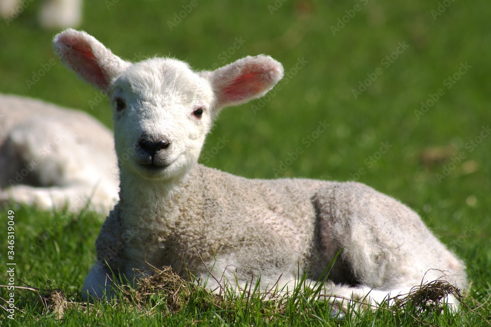 Wall mural lamb baby