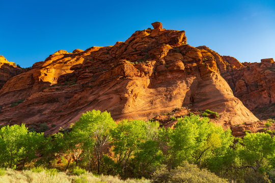 Sandstone and Trees in the Red Cliffs