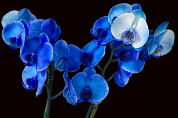Naklejka na ściany i meble Blue orchid