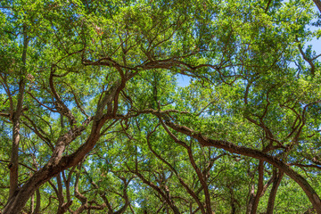 Southern live oak tree branches (Quercus virginiana) - Hollywood, Florida, USA