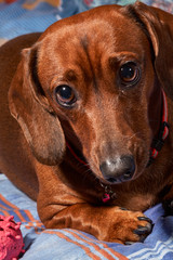 Brown weinerdog dachshund portrait