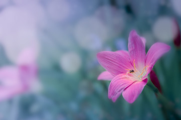 The natural background where the focus is as soft as it is in a dream with bokeh. Floral abstract background. Shallow depth of field.