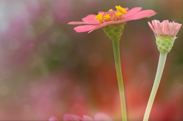 The natural background where the focus is as soft as it is in a dream with bokeh. Floral abstract background. Shallow depth of field.