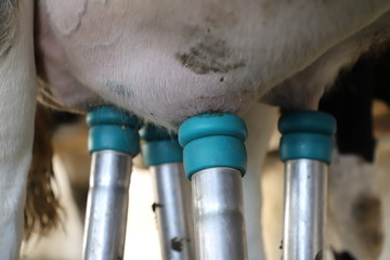 Mechanized machine milking at dairy farm.