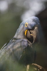 blue and yellow macaw ara © Jerhus