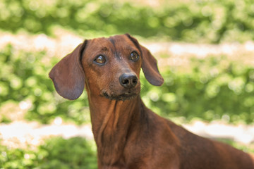 Brown weinerdog dachshund portrait