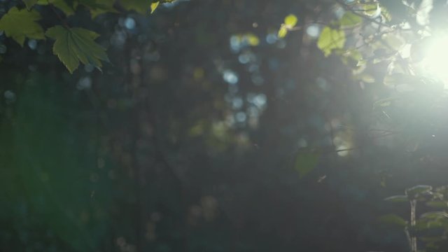 Female and male Crane fly performing mating dance in sunlight