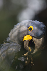 blue and yellow macaw ara © Jerhus