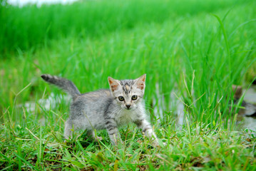 Naklejka na ściany i meble Cute domestic kittens foraging in the rice fields