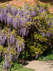 Wisteria tunnel at Eastcote House Gardens, London Borough of Hillingdon. Photographed in May early when the flowers are in full bloom.