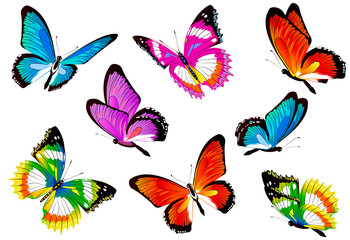 butterfly585