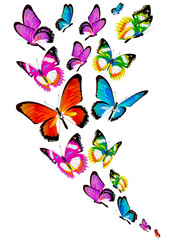 Obraz na płótnie Canvas butterfly583