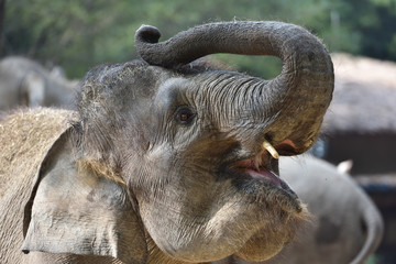 Fototapeta premium Elephant which is the largest land mammal