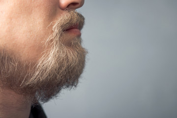 Obraz premium Close-up portrait of a young man with a blond beard. Scandinavian wild beard.