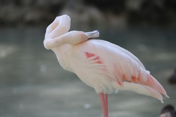pink flamingo on the beach.