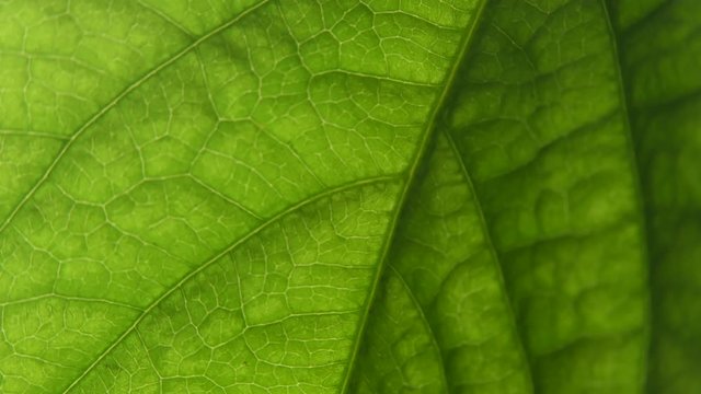 macro shot leaf plants. green living organism. Capilars.