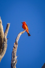 Red vermilion flycatcher bird on dead tree branch in Arizona desert