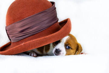 cute little puppy male jack russell hid behind a felt orange hat, a naughty boy playing. White...