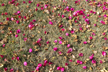 florada da primavera
