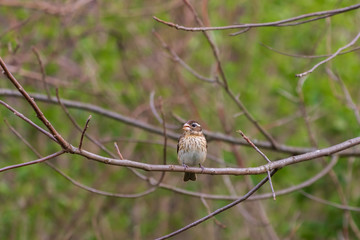 Female rose-breasted grosbeak perched on a branch