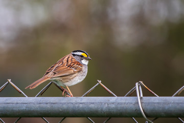 White-throated sparrow perched on a fence