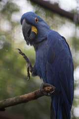 blue and yellow macaw ara © Jerhus