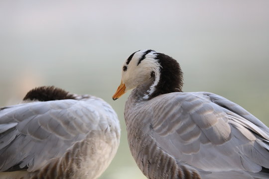 Bar Headed Goose.