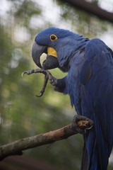 blue and yellow macaw ara