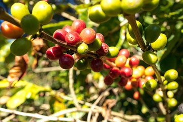 florada, fruto, grão de café 