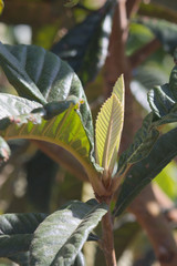 Image of a few loquat buds in mid spring