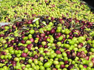 Harvest, several natural green and black olives freshly picked from an olive tree. Product illuminated by the sun and ready to produce virgin olive oil.