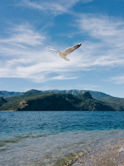 Fototapeta na wymiar gulls at the quila quina beach flying