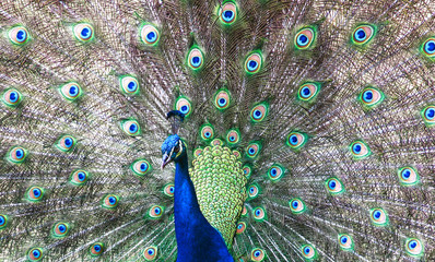 Fototapeta premium The exuberance of the colors in the tail of the peacock make this animal be considered an ornamental bird.