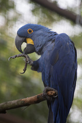 blue and yellow macaw ara © Jerhus