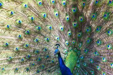 Obraz premium The exuberance of the colors in the tail of the peacock make this animal be considered an ornamental bird.