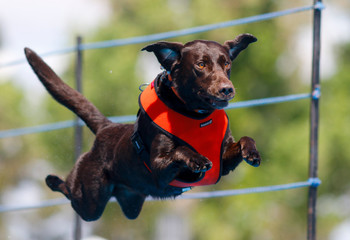 Chocolate Labrador in mid air at dock diving event