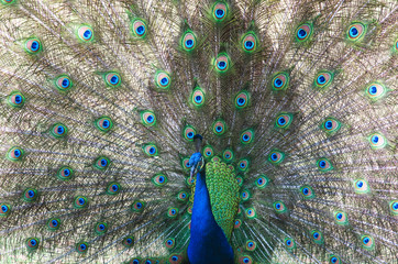 Fototapeta premium The exuberance of the colors in the tail of the peacock make this animal be considered an ornamental bird.