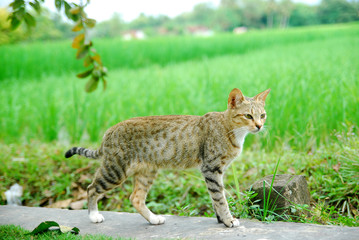 domestic cats in the fields