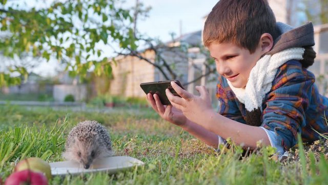 happy childhood, cute male child is having fun playing on green lawn, relaxing and takes pictures on a mobile phone wild hedgehog drinking treat from saucer on a warm weekend in open air