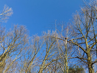 drzewa na tle błękitnego nieba