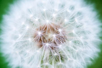 Fototapeten Dandelion macro detail, symbol of spring © eneko_at