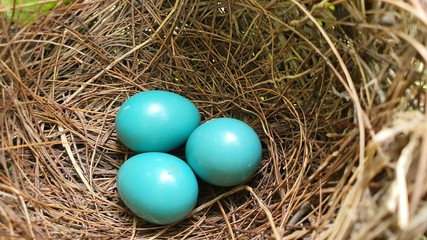 Fototapeta na wymiar Jungle Babbler Blue eggs in nest