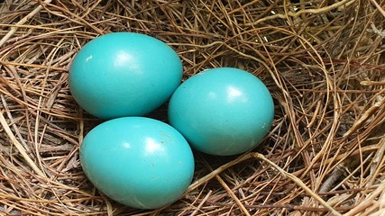 Fototapeta na wymiar Jungle Babbler Blue eggs in nest