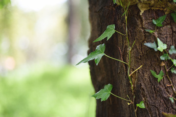 Natural textures background with climbing ivy and tree trunk.