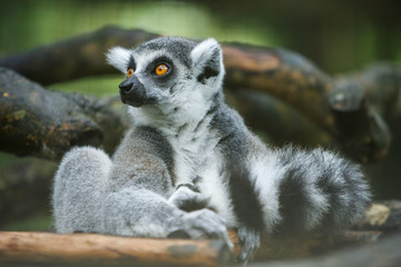 Ring tailed lemur sitting and stare at the same direction.