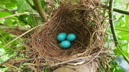 Naklejka na ściany i meble blue easter eggs in the nest.