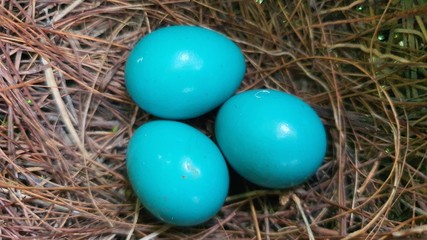 Fototapeta na wymiar blue easter eggs in the nest.