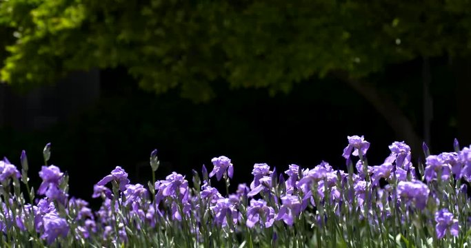row of purple irises dance in breeze with black strip for graphics and topped with tree limb framing the horizontal top