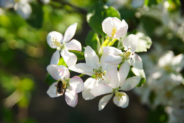 white apple blossoms close up on the outdoor